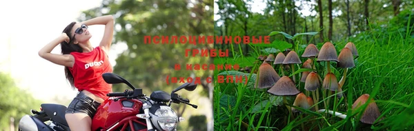 трава Арсеньев
